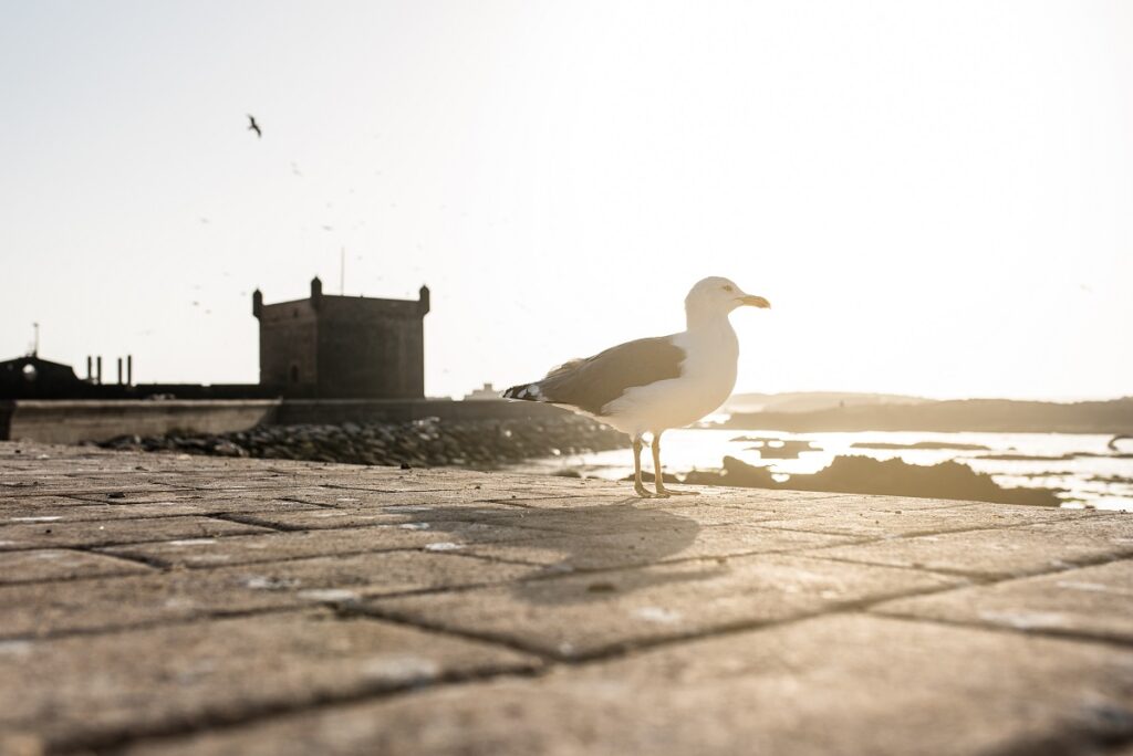 Essaouira day trip